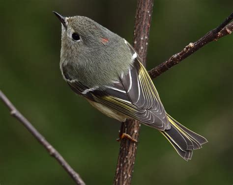 Ruby-crowned Kinglet : Minnesota Breeding Bird Atlas