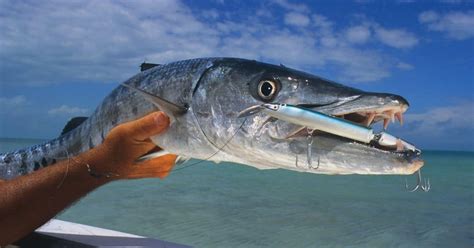 World Record Barracuda: Biggest Ever Caught