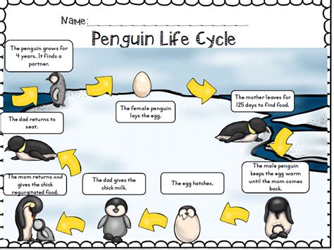 Diagram Of Life Cycle Of A Penguin The Diagram Shows The Parts Of A ...