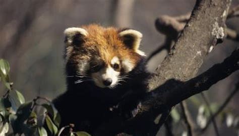 Red Panda Diet | Animals - mom.me