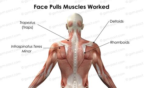 Face Pulls Alternative? Here's 5 To Boost Your Gains