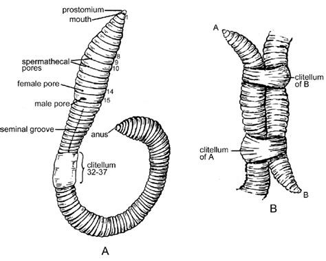 Fig 25 Dissection Of The Earthworm Lumbricus Sp Anatomical | Hot Sex ...