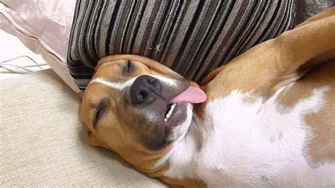 Funny Sleeping Dog Amstaff - YouTube