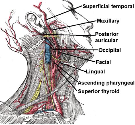 Vessels/nerves of the neck:All branches of external carotid artery and ...