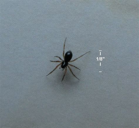 Black House Spider Facts & Removal Get Rid of Spiders