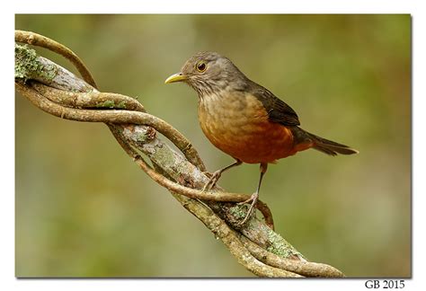 RUFOUS-BELLIED THRUSH