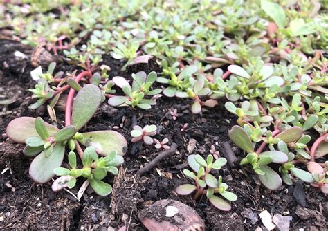 Eat Your Weeds: Purslane | UPSTATE DISPATCH