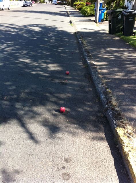 The Upright Cyclist: Road Apples: The Curious Hazards of Utility Cycling