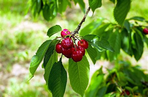 Cold-Hardy Sweet Cherry Trees: Is the Chelan Cherry Viable?