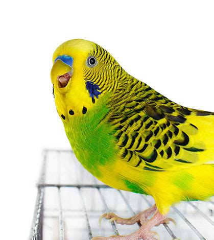 Budgie Aggressive Behaviour | Budgie Behaviour | Budgies | Guide | Omlet UK