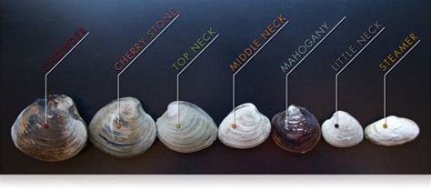 A Guide to Different Types of Clams - MarxFoods.com Blog | Clams, Clam ...