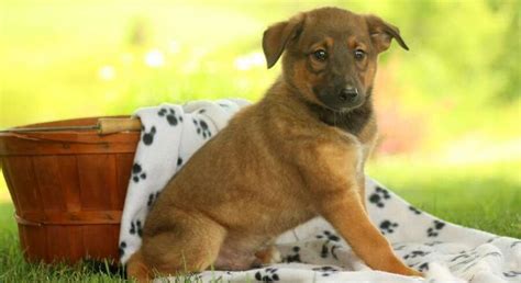 German Sheprador.Meet Balto a Puppy for Adoption.