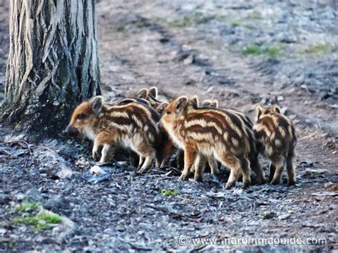 Wildlife in Italy: Animals in Maremma Tuscany & Lazio