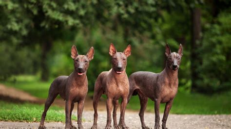 The 4 Hairless Dog Breeds - All You Need To Know