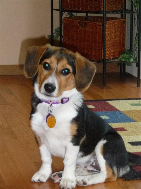 Beagi (Corgi-Beagle Mix) Info, Temperament, Puppies, Pictures, Video