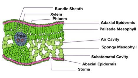 Dicot Leaf Diagram