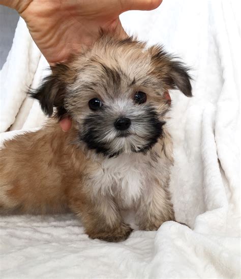 Tcup Morkie Puppy For sale california | iHeartTeacups