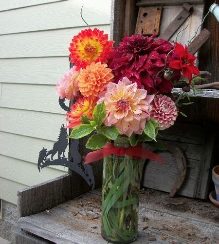 | Dahlia Arrangements Bouquets