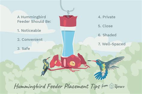 Where to Hang Hummingbirds Feeders