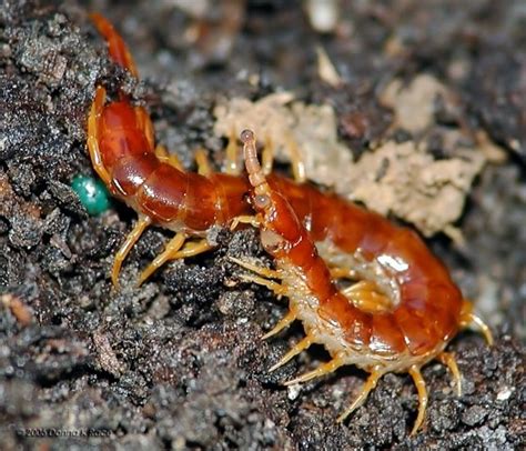 Centipede with bubble eyes? - Scolopocryptops sexspinosus - BugGuide.Net