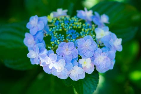 Download Purple Flower Close-up Nature Flower Hydrangea HD Wallpaper