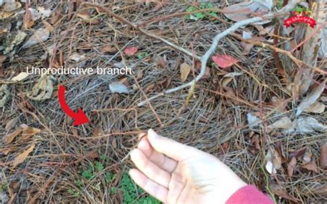 How to Prune Blueberry Bushes - The Kitchen Garten