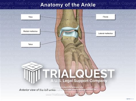 Anatomy of the Ankle - TrialExhibits Inc.