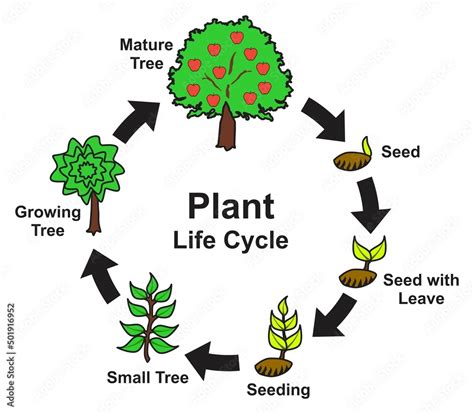 Plant life cycle infographic diagram stages of growing and development ...