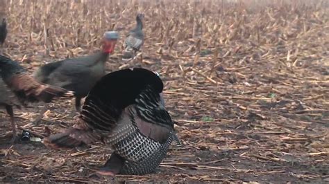 Turkey Decoy Placement