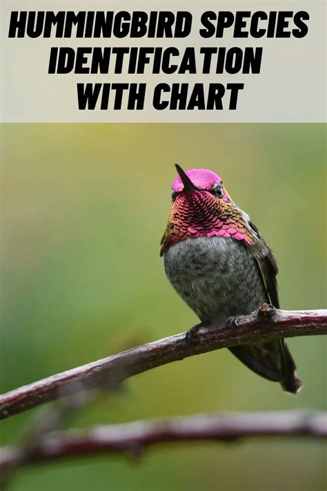 Hummingbird Identification with Chart - A Ultimate Guide