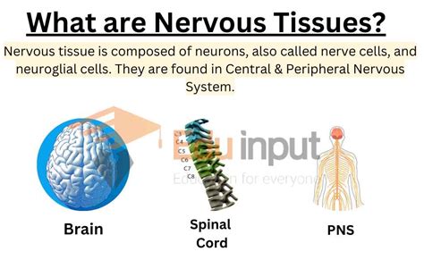 Nervous Tissues-Characteristics, Types, And Functions