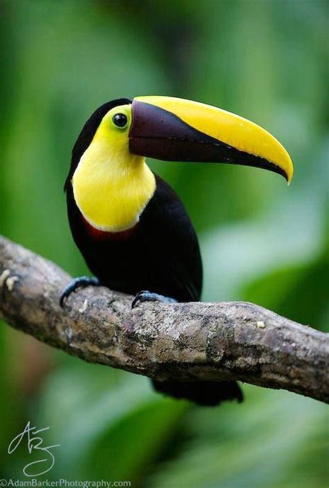 Toucan | Beautiful creatures, Birds, Animals beautiful