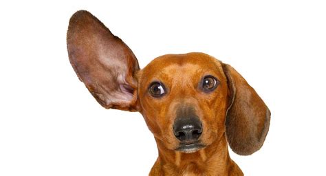 Hearing Aids For Dogs - How To Help Your Deaf Pet