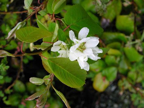 9 Recommended Species of Serviceberry Trees and Shrubs