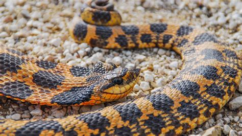 Kansas Herpetofaunal Atlas