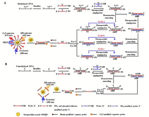 Scheme 1. Scheme illustration of DNA methylation assay based on ...