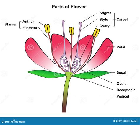 Parts of Flower Infographic Diagram Anatomy of Plant Stock Vector ...