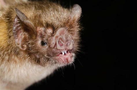 Vampire Bats Forage For Blood In Groups, Sharing Drinking Spots With ...