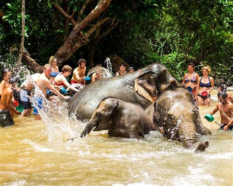 Elephant Jungle Sanctuary Chiang Mai | Thailand Chiang Mai DayTrip