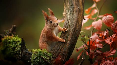 20 Animals in Autumn Wallpapers - Wallpaperboat