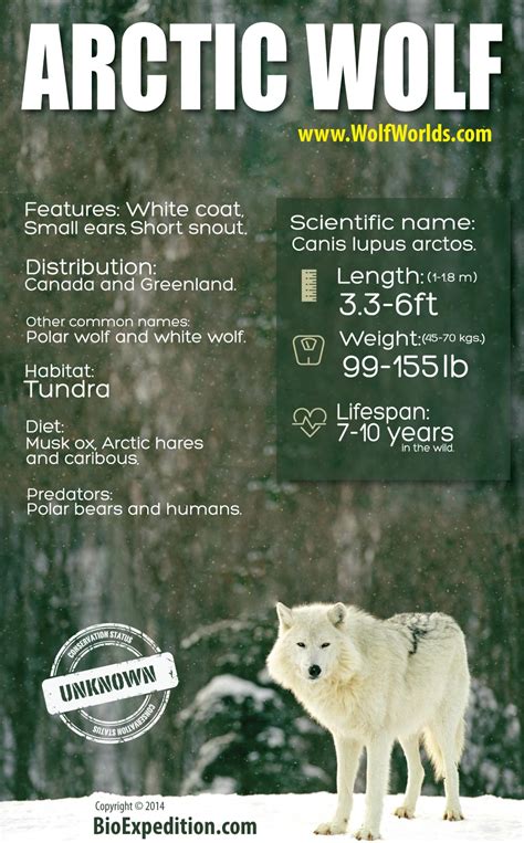 Arctic Wolf Infographic | Wolf Facts and Information