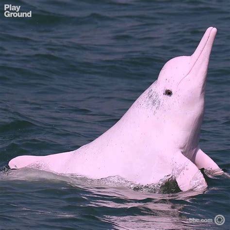 En peligro de extinción: el delfín rosado de Hong Kong | Delfines ...