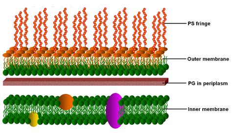 Bacterial Cell Envelope