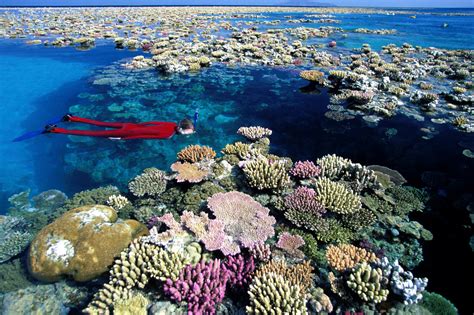 Great Barrier Reef Photo Gallery - Sea for Yourself - Snorkeling Safaris