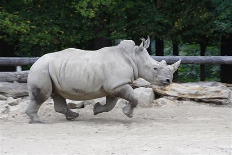 How Fast Does a Rhino Run? | Sciencing