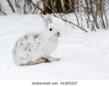 White Snowshoe Hare Winter Stock Photo 611835227 | Shutterstock