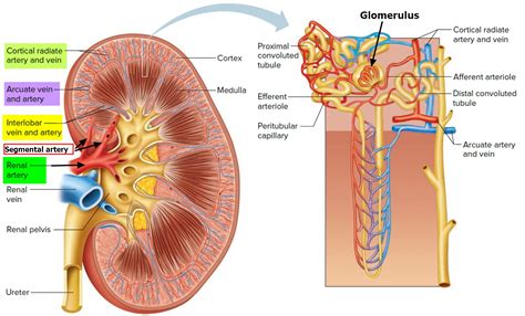 Renal Artery Function - Renal artery stenosis and Renal artery aneurysm