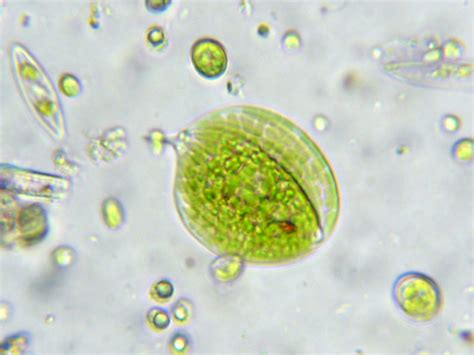 These two protists are euglena, which are part...