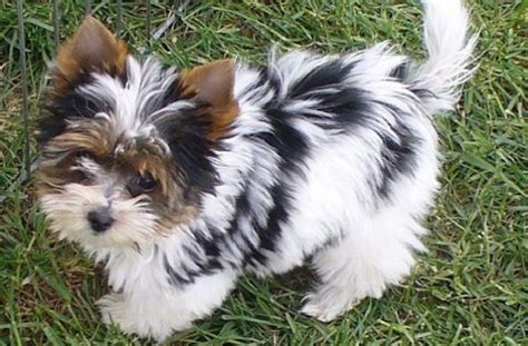 14 Unreal Yorkshire Terrier Cross Breeds You Have To See To Believe