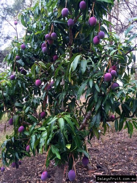 Dwarf Mango Fruit Trees Grafted [Category]